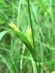 Carex hirta