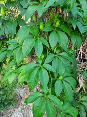 Passiflora incarnata × cincinnata