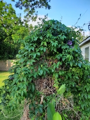 Passiflora incarnata × cincinnata