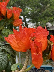 Spathodea campanulata