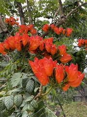 Spathodea campanulata