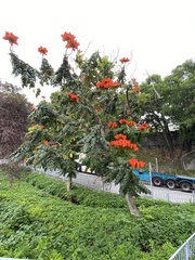 Spathodea campanulata