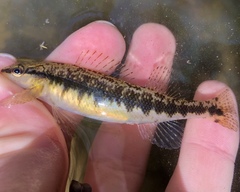Blackbanded Darter photo 4