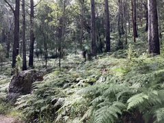 Xanthorrhoea malacophylla