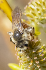 Andrena erythrogaster