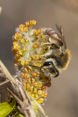 Andrena erythrogaster