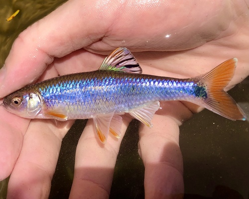 Tricolor Shiner