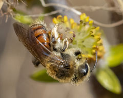 Andrena erythrogaster