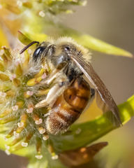 Andrena erythrogaster