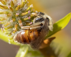 Andrena erythrogaster