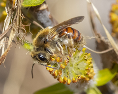 Andrena erythrogaster