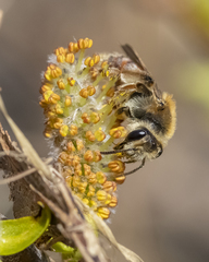 Andrena erythrogaster