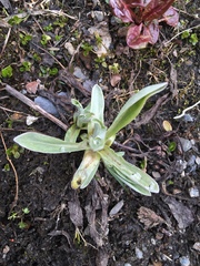 Omalotheca norvegica