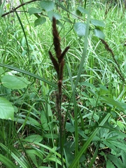 Carex riparia