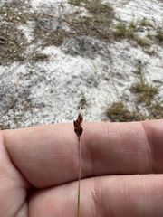 Bulbostylis ciliatifolia