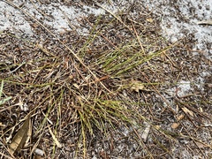 Bulbostylis ciliatifolia