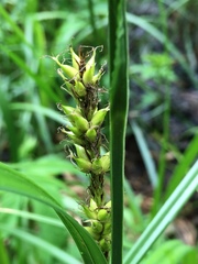 Carex riparia