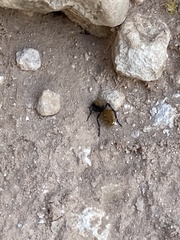 Dasymutilla stevensi