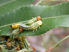 Pteryperga galla