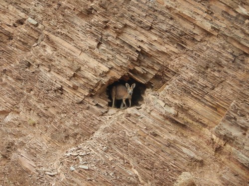 Common Wallaroo