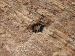 Osphranter robustus erubescens