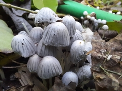 Coprinellus disseminatus