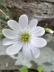 Cerastium velutinum