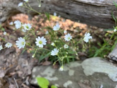 Cerastium velutinum