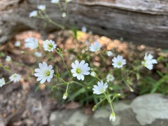 Cerastium velutinum