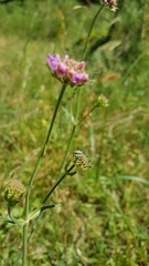 Placochilus seladonicus