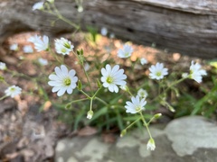 Cerastium velutinum