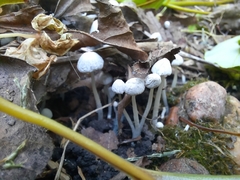 Coprinellus disseminatus