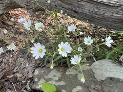 Cerastium velutinum