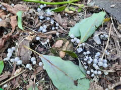 Coprinellus disseminatus
