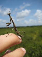 Stagmomantis floridensis