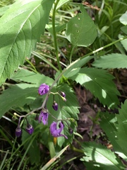 Solanum dulcamara
