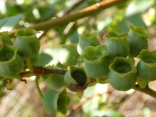 Image of Vaccinium formosum by no rights reserved