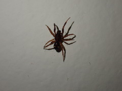 Asagena americana