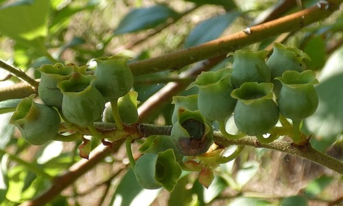 Image of Vaccinium formosum by no rights reserved