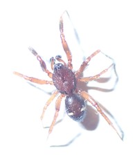 Asagena americana