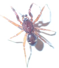 Asagena americana