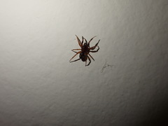 Asagena americana