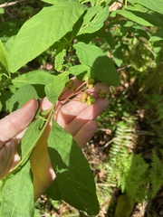 Oemleria cerasiformis