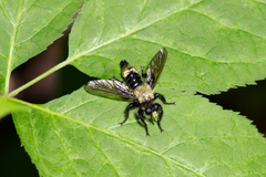 Laphria divisor