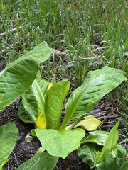 Lysichiton americanus