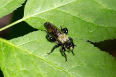 Laphria divisor