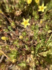 Leptosiphon acicularis