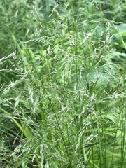 Deschampsia cespitosa
