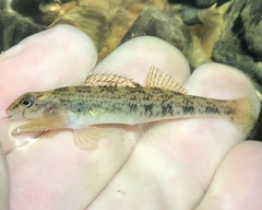 Etheostoma coosae