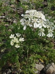 Orlaya grandiflora